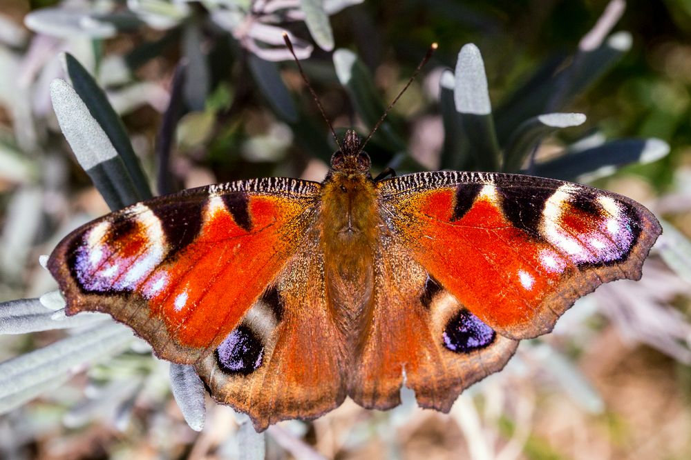 Tagpfauenauge (Aglais io)