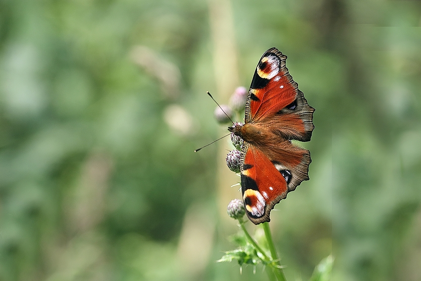 Tagpfauenauge (Aglais io )