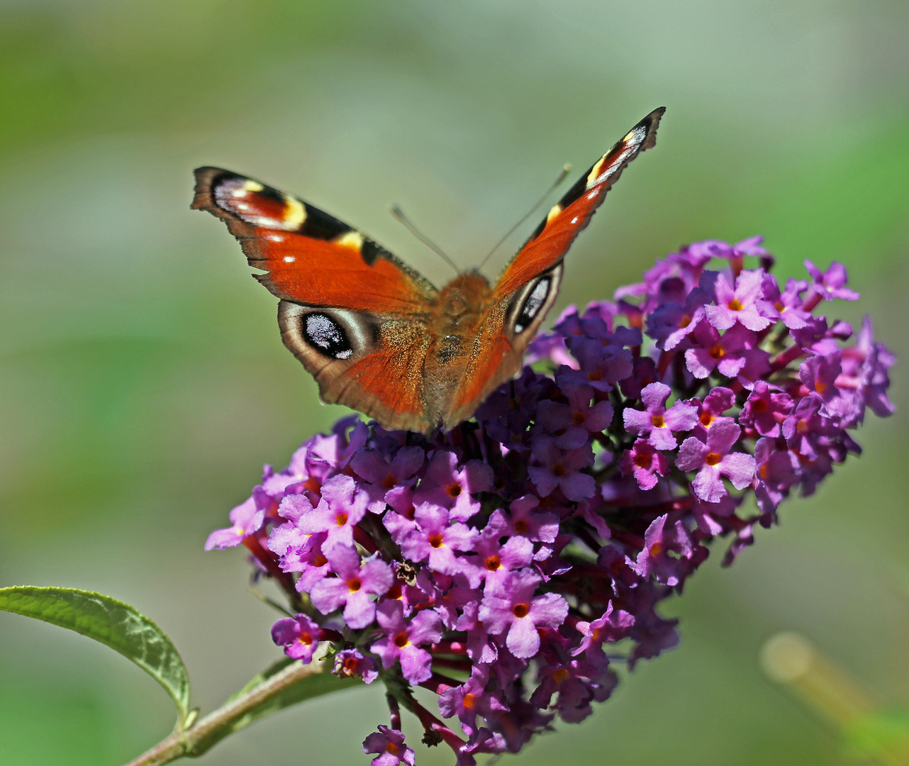 Tagpfauenauge (Aglais io)