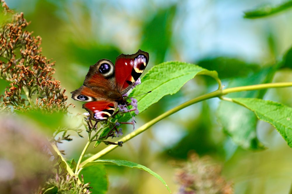 Tagpfauenauge (Aglais io)