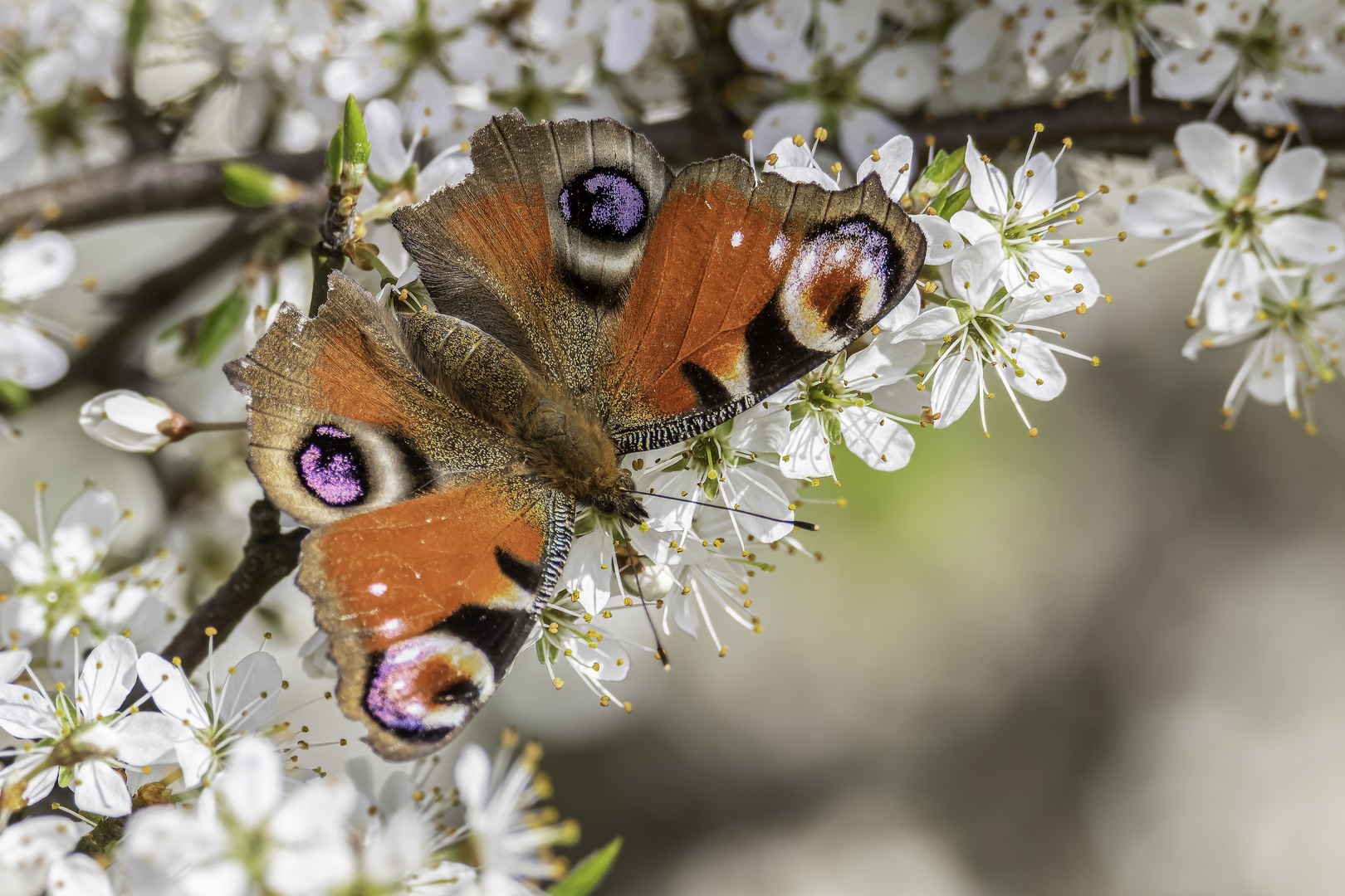 Tagpfauenauge (Aglais io)