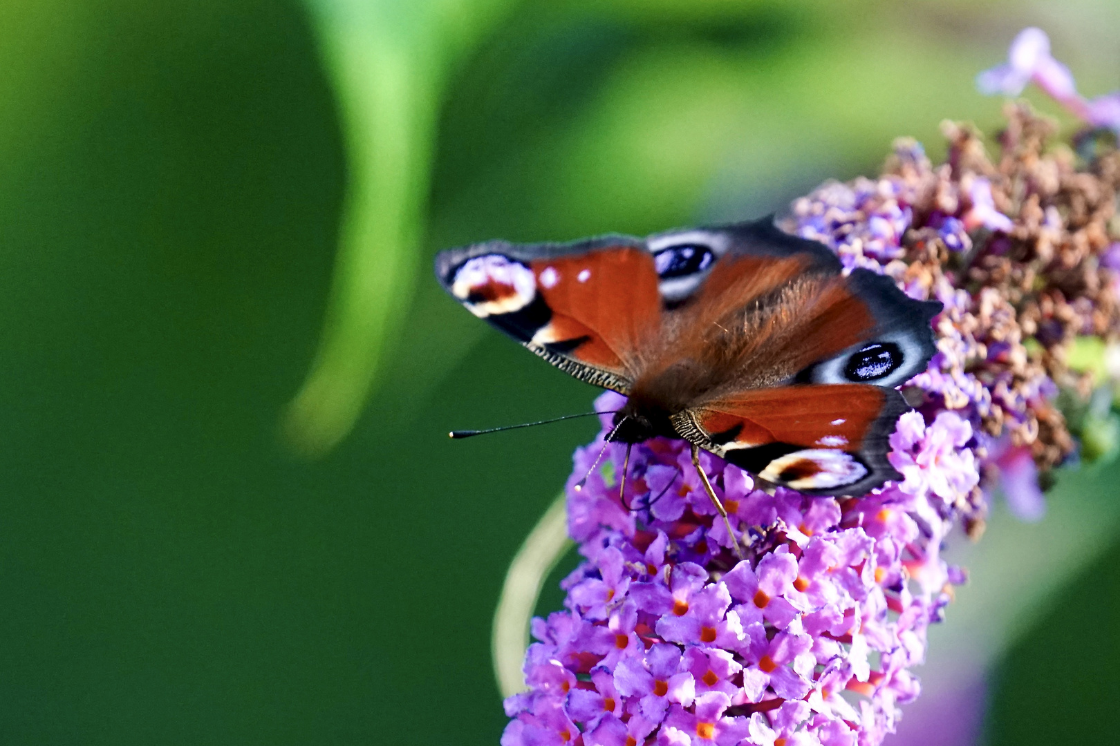 Tagpfauenauge (Aglais io)