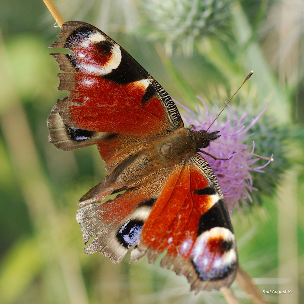 Tagpfauenauge (Aglais io)