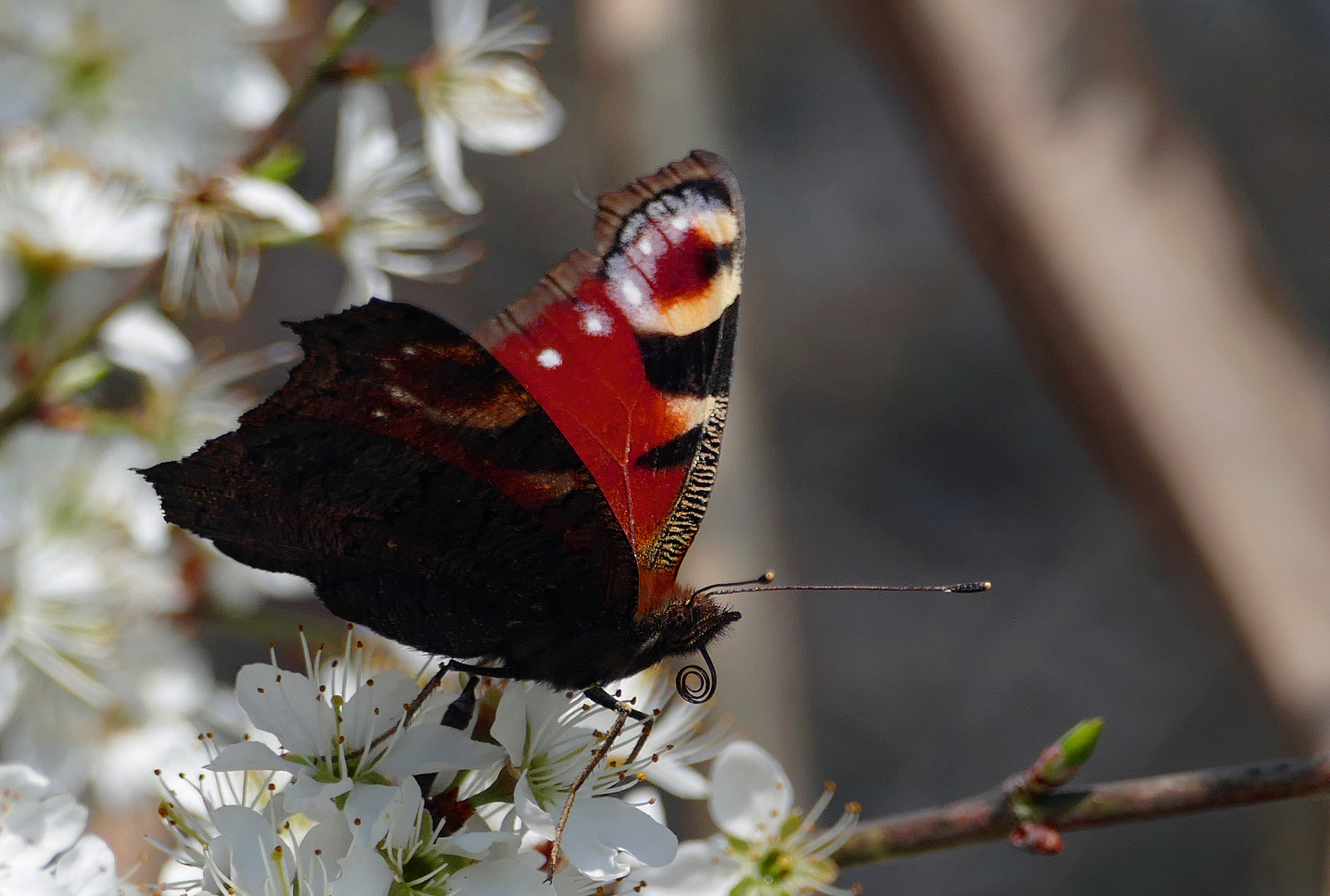 Tagpfauenauge (Aglais io)