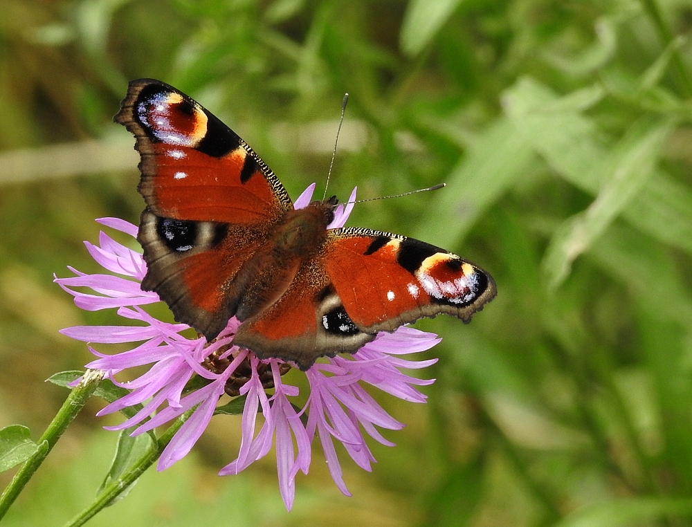 Tagpfauenauge (Aglais io)