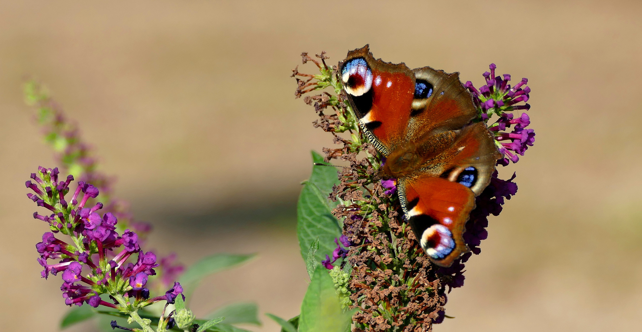 Tagpfauenauge (Aglais io)...