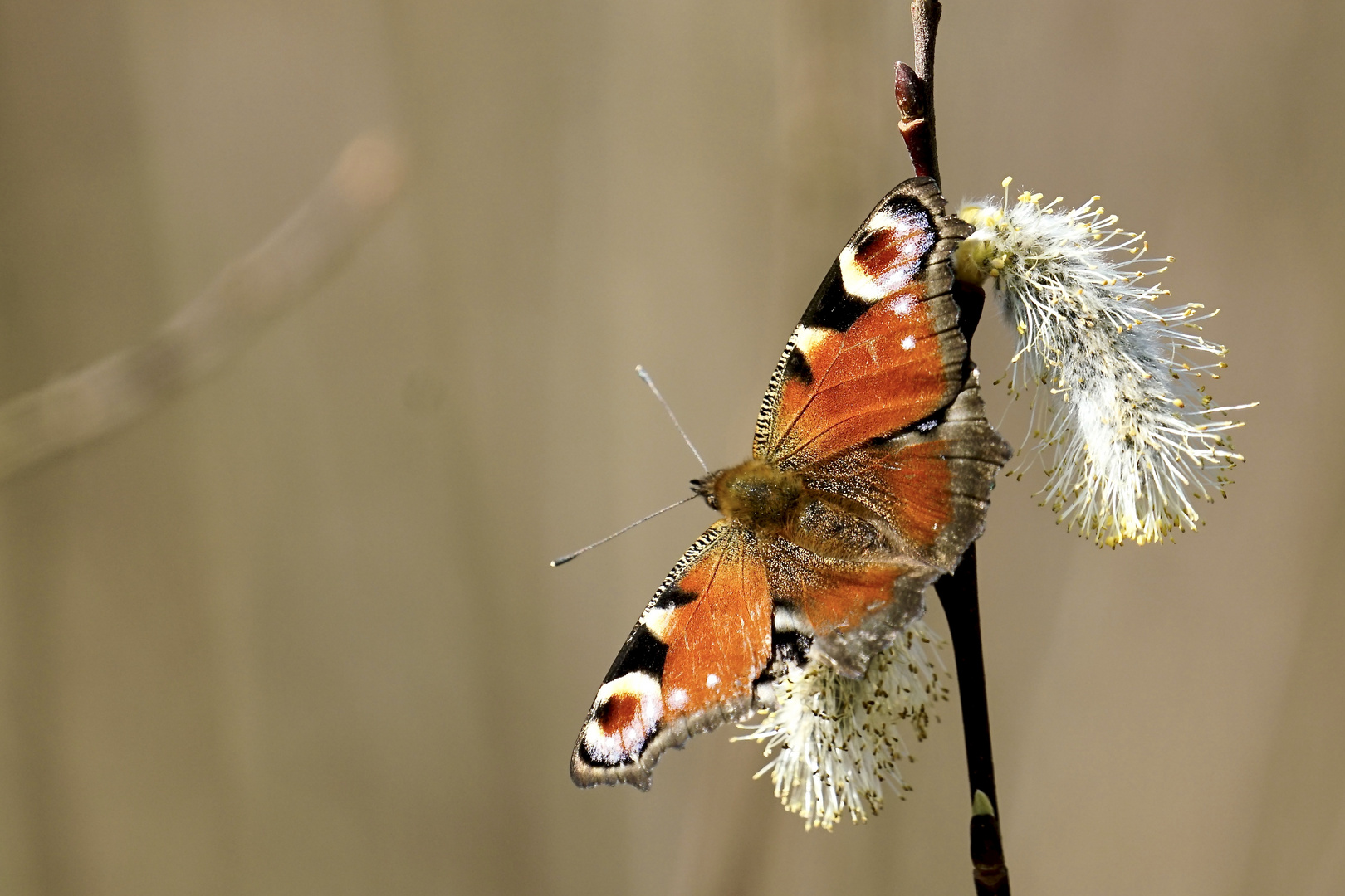 Tagpfauenauge (Aglais io)