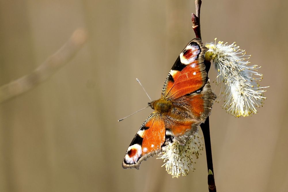 Tagpfauenauge (Aglais io)