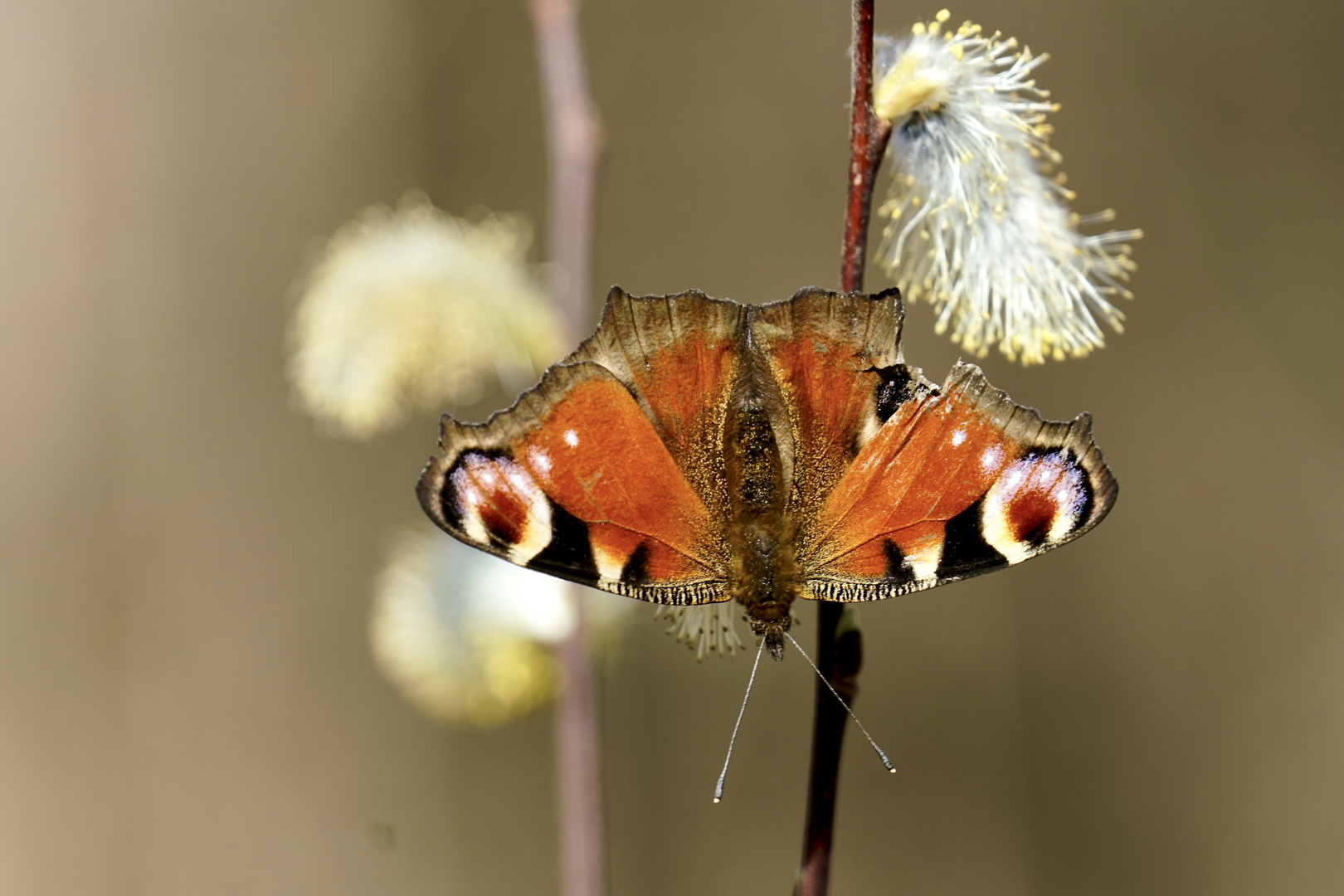 Tagpfauenauge (Aglais io)