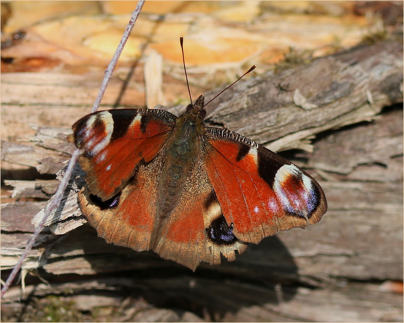 Tagpfauenauge (Aglais io).