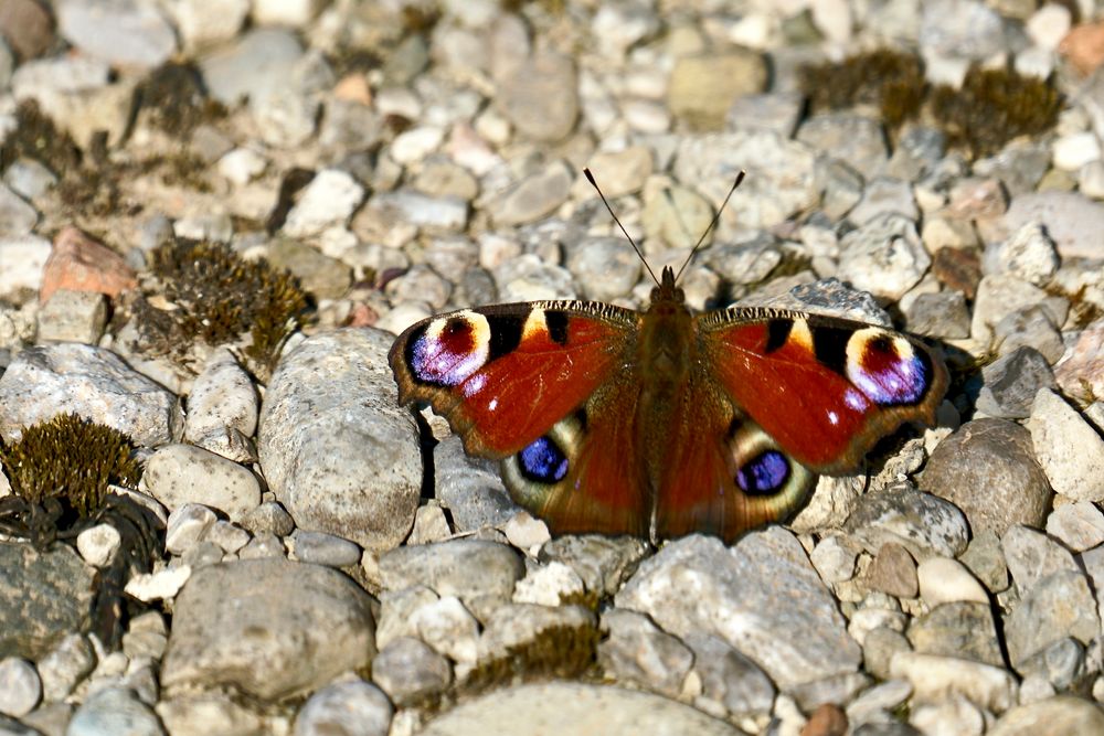 Tagpfauenauge (Aglais io)