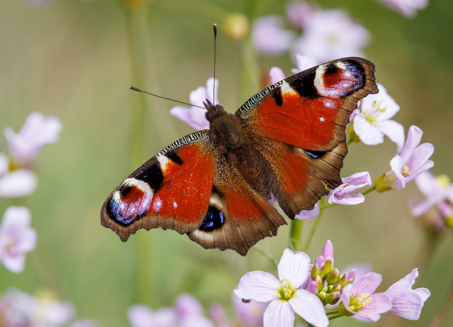 Tagpfauenauge (Aglais io)