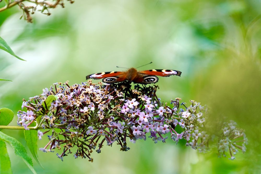 Tagpfauenauge (Aglais io)