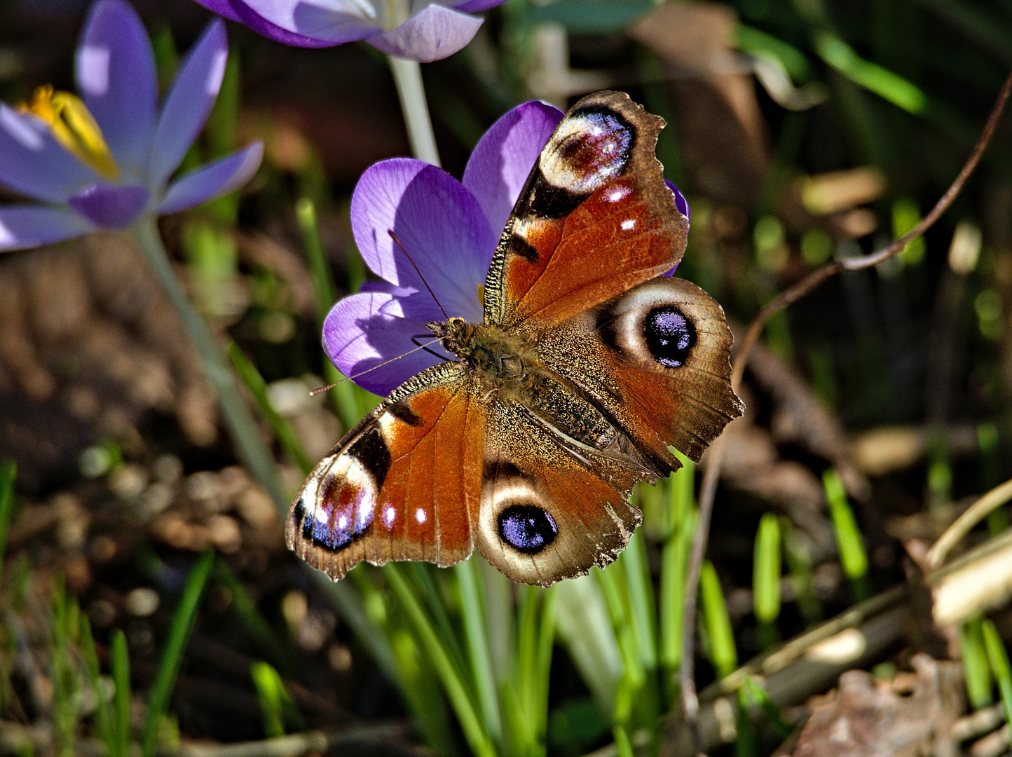 Tagpfauenauge (Aglais io)