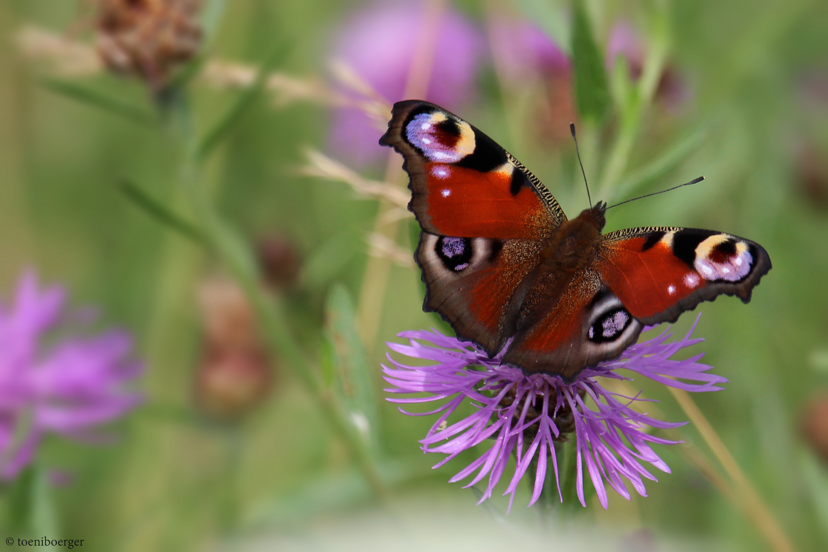 Tagpfauenauge (Aglais io)