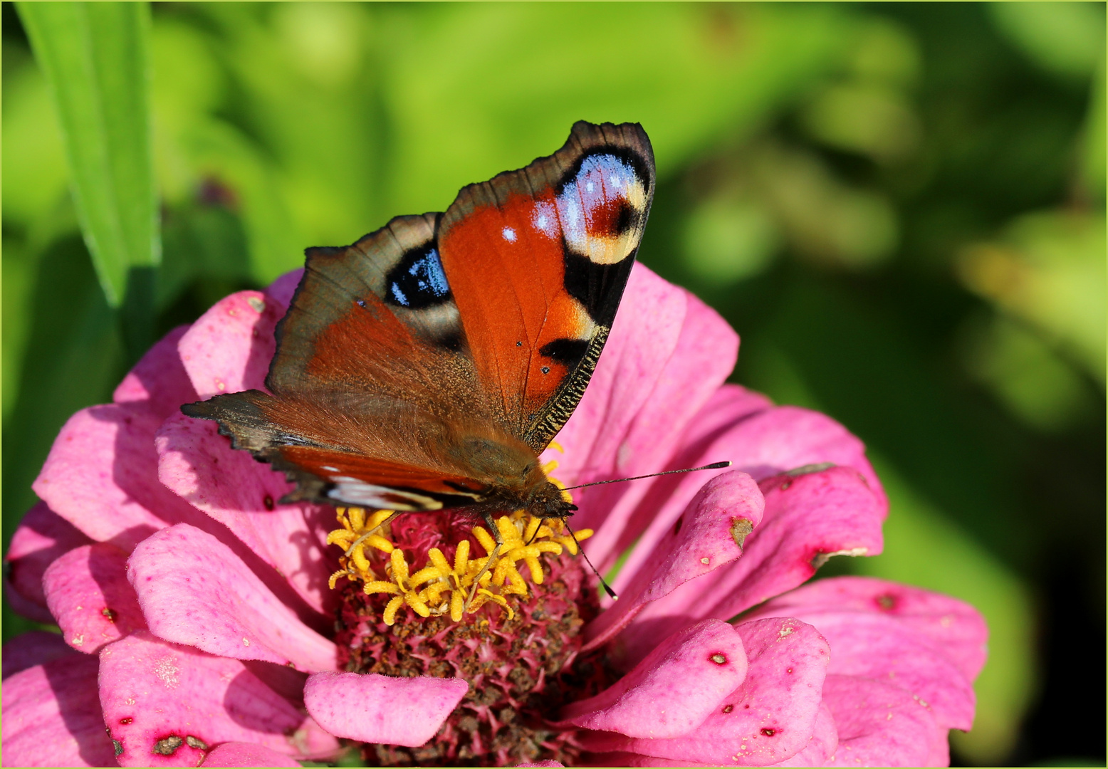 Tagpfauenauge (Aglais io)...