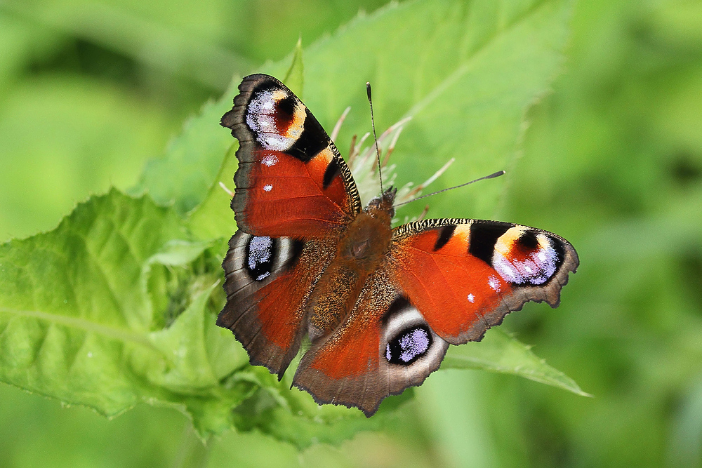 Tagpfauenauge (Aglais io)