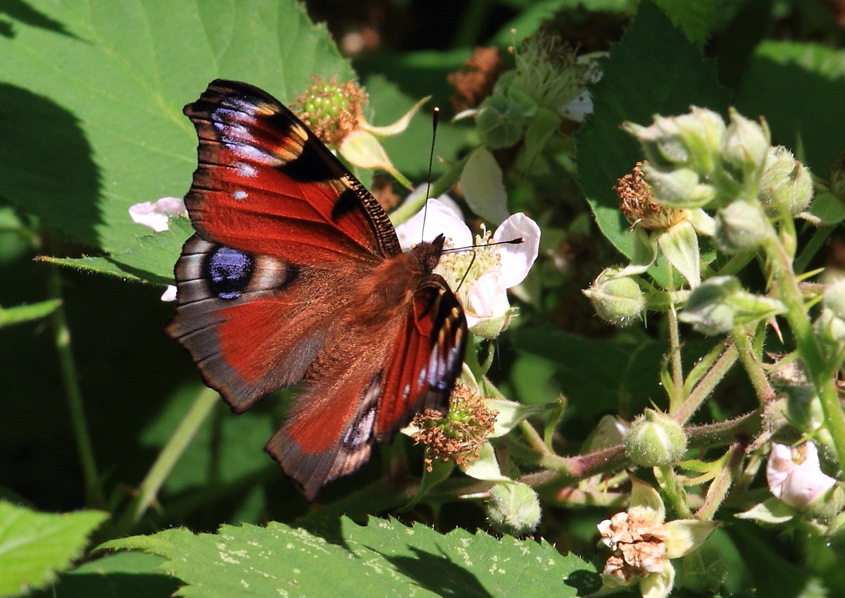 Tagpfauenauge (Aglais io) 