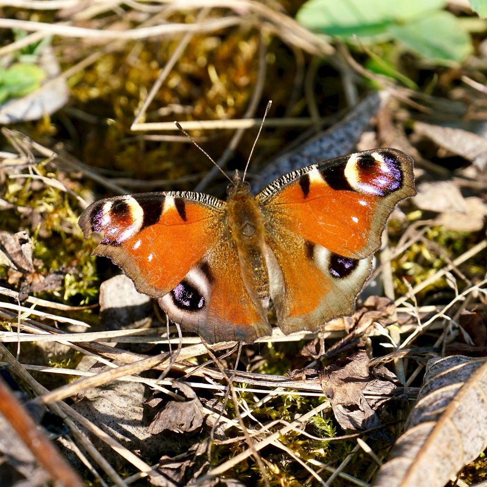 Tagpfauenauge (Aglais io)