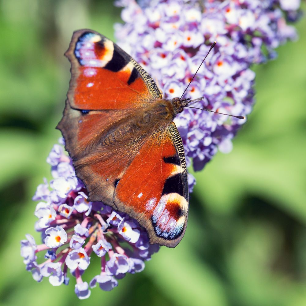 Tagpfauenauge (Aglais io)