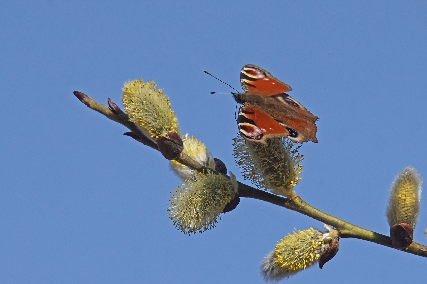 Tagpfauenauge (Aglais io)