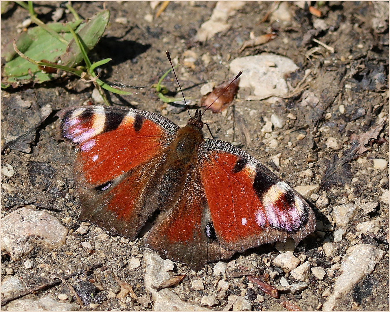 Tagpfauenauge (Aglais io)...