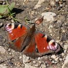 Tagpfauenauge (Aglais io)...