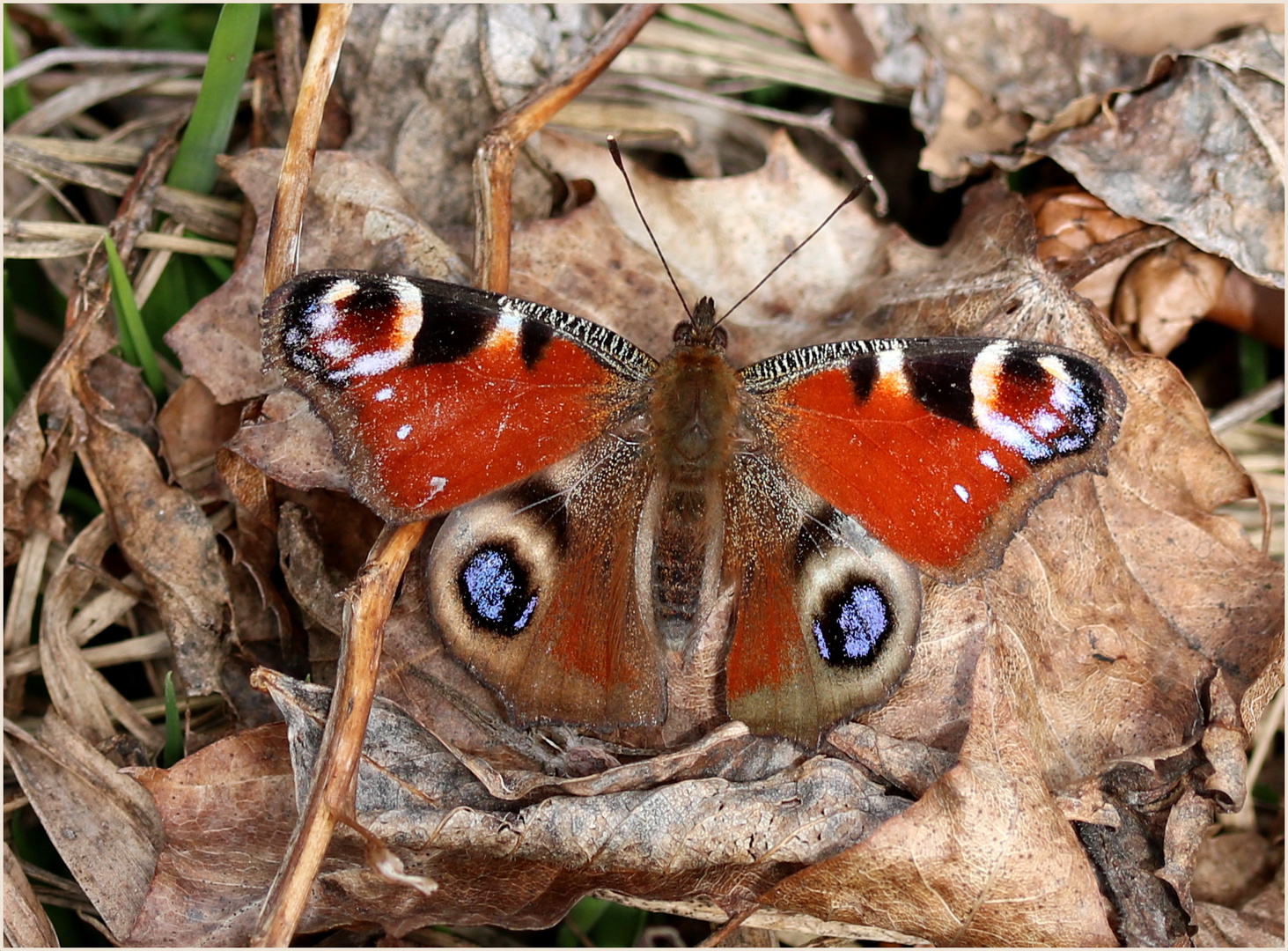 Tagpfauenauge (Aglais io)