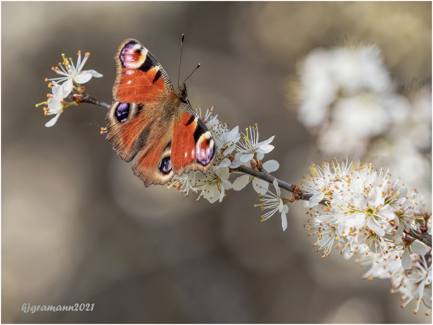 Tagpfauenauge (Aglais io)