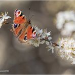 Tagpfauenauge (Aglais io)