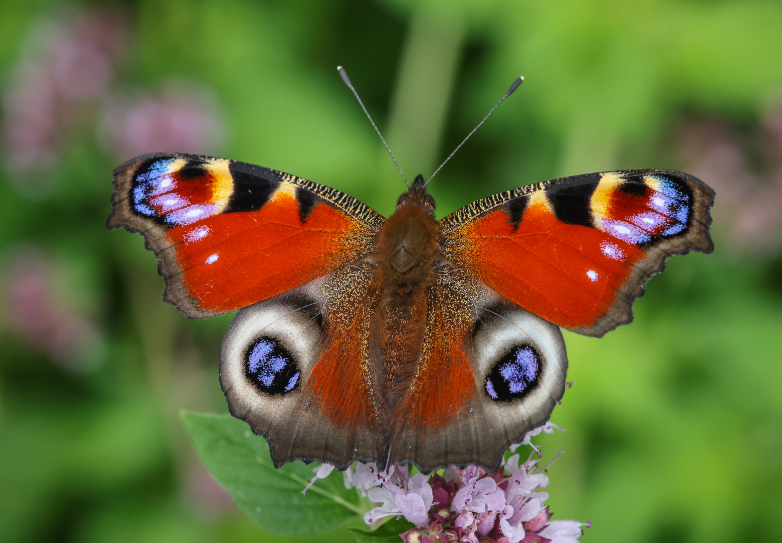 Tagpfauenauge (Aglais io)