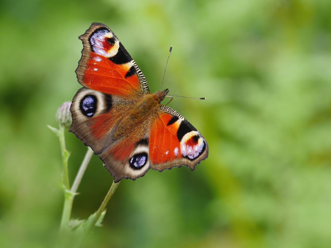 Tagpfauenauge (Aglais io)