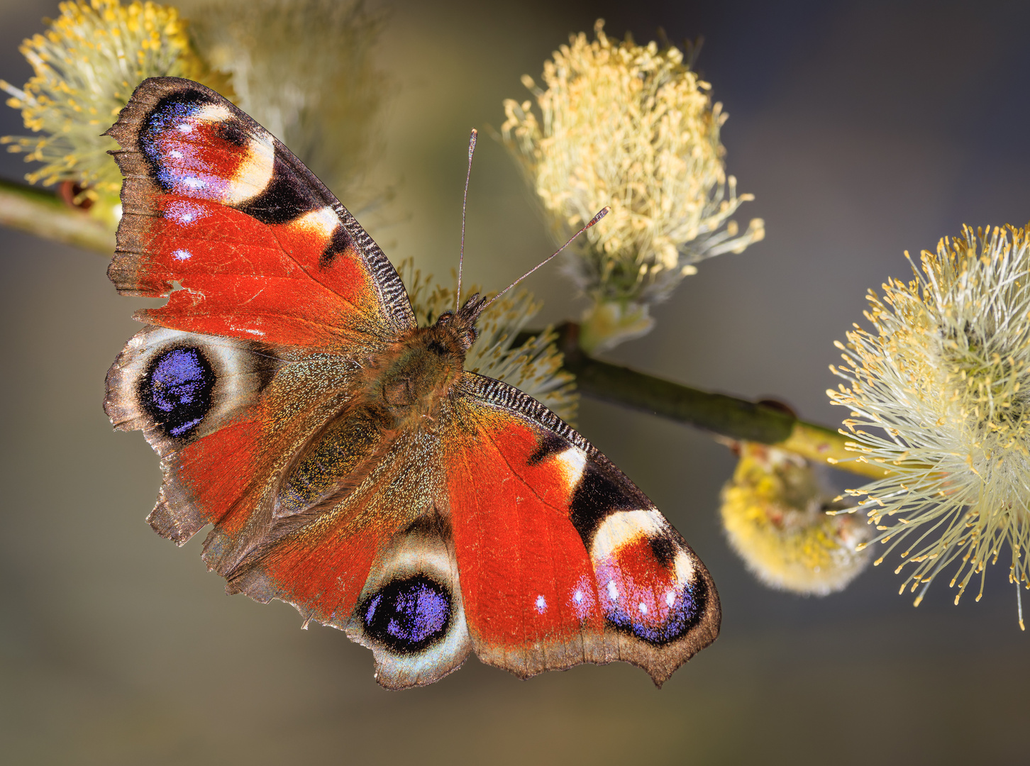 Tagpfauenauge (Aglais io)