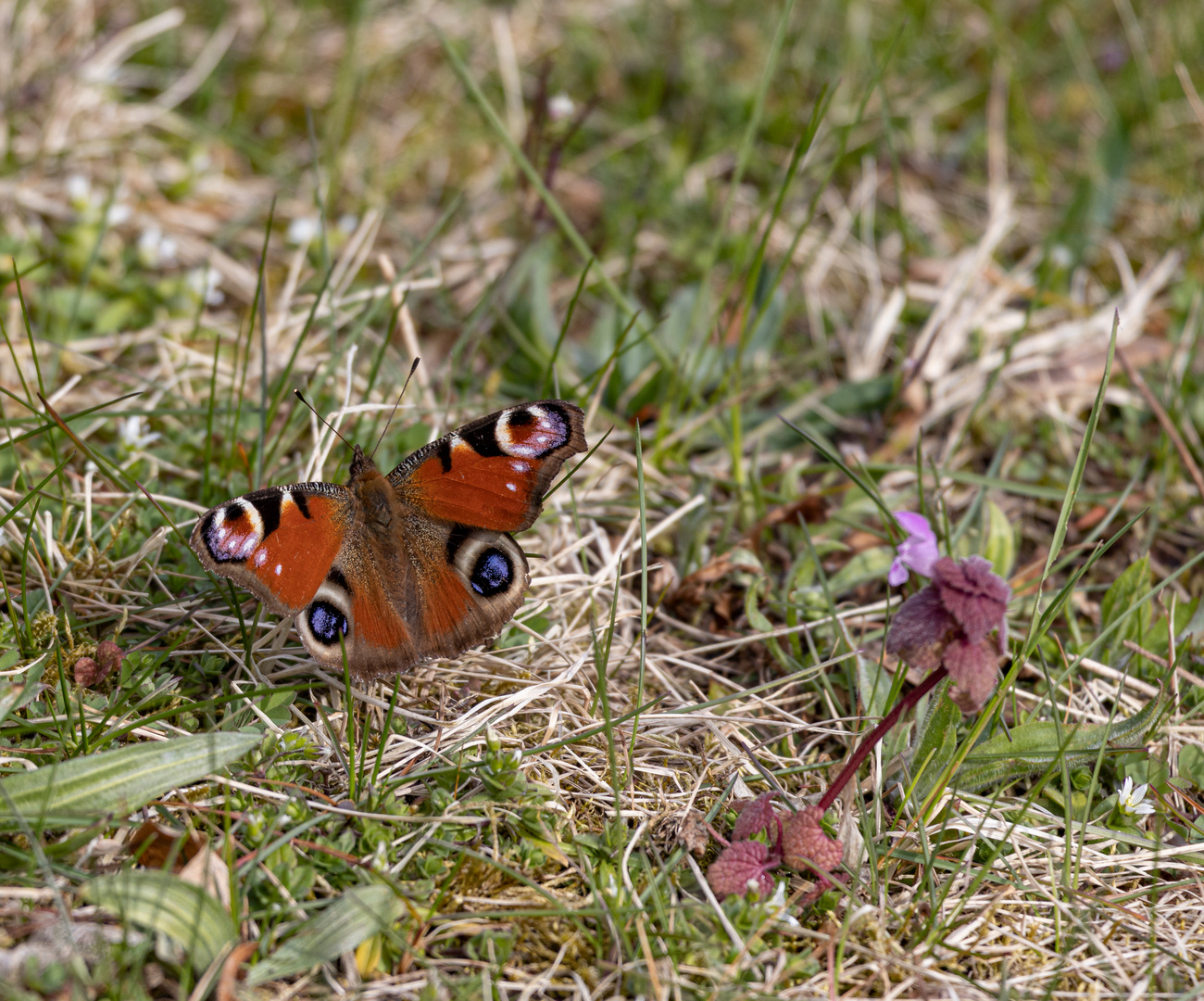 Tagpfauenauge (Aglais io)