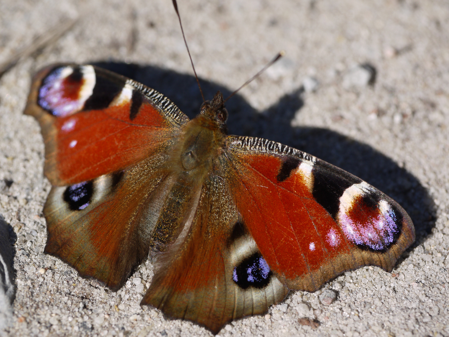 Tagpfauenauge (Aglais io)