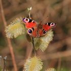 Tagpfauenauge (Aglais io) 