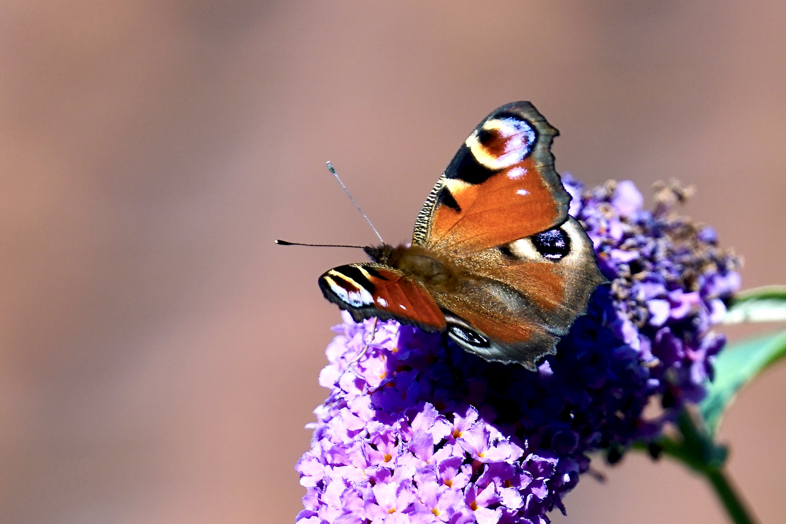 Tagpfauenauge (Aglais io)