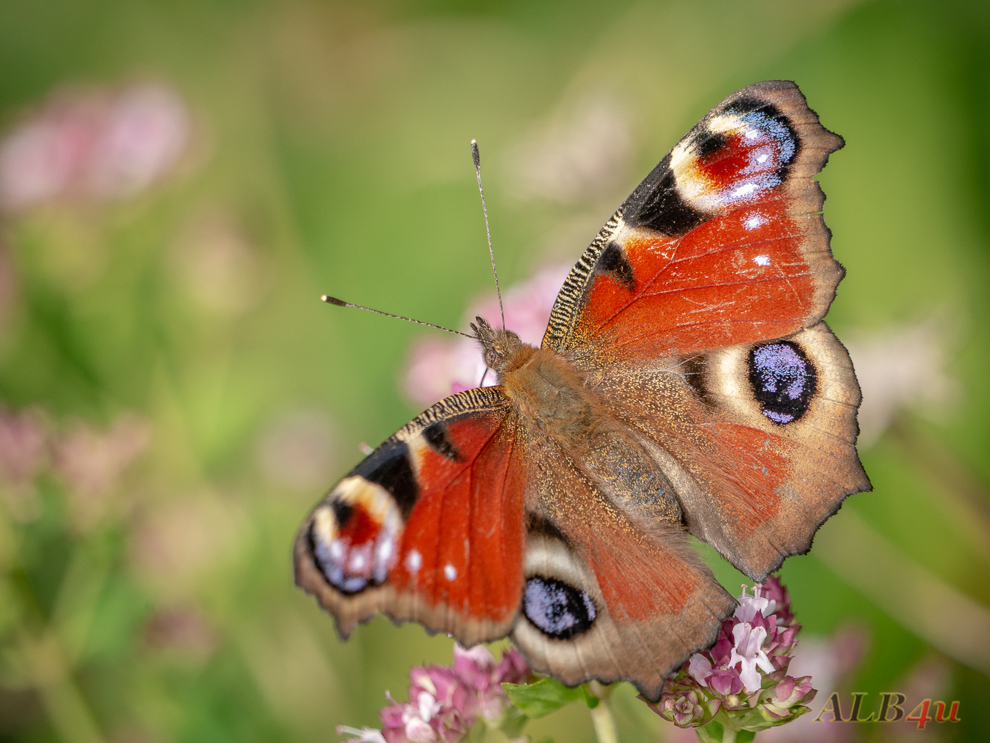 Tagpfauenauge (Aglais io)