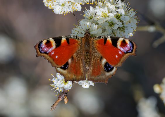 Tagpfauenauge (Aglais io)