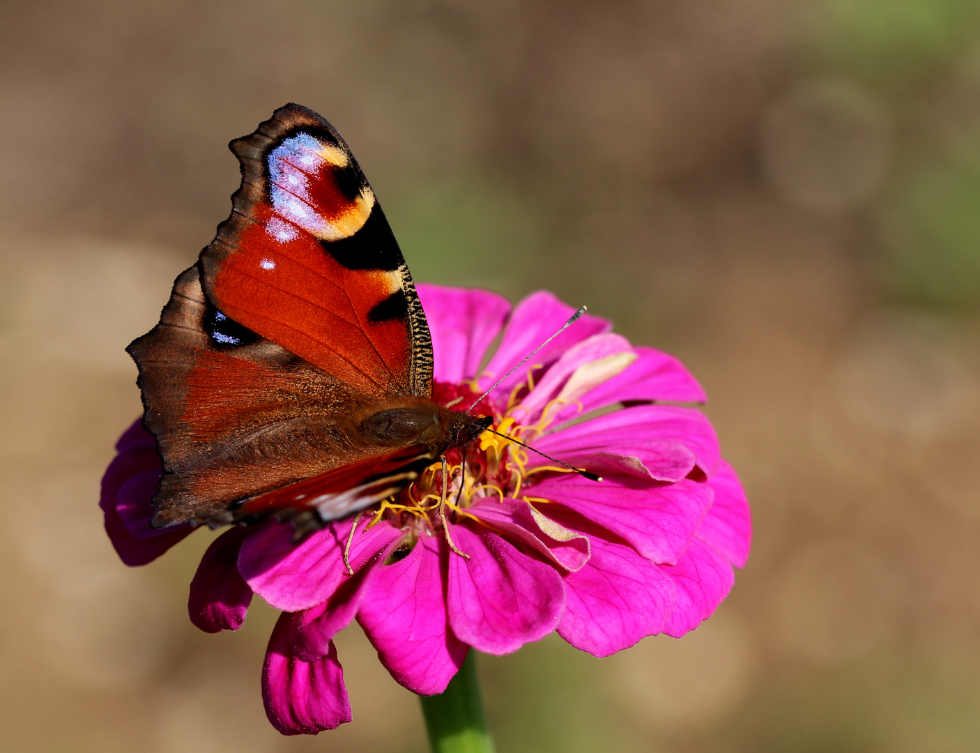 Tagpfauenauge (Aglais io)