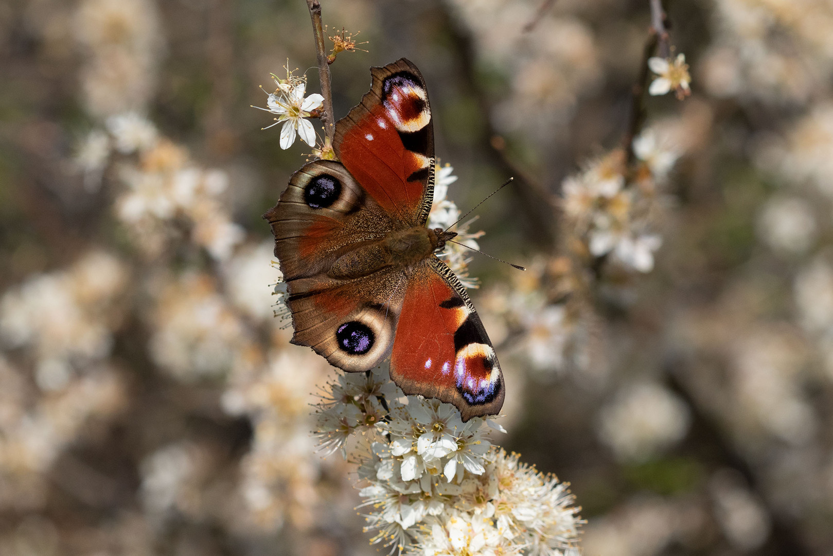 -Tagpfauenauge (Aglais io)-