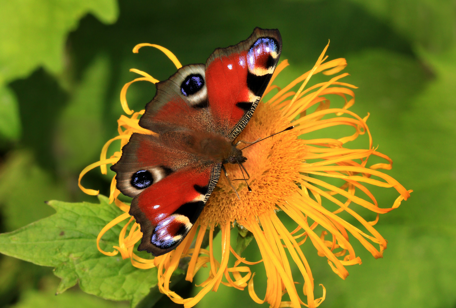 Tagpfauenauge, Aglais io,  auf der Blüte des Echten Alant 