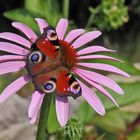 Tagpfauenauge aglais io auf Echinacea purpurea