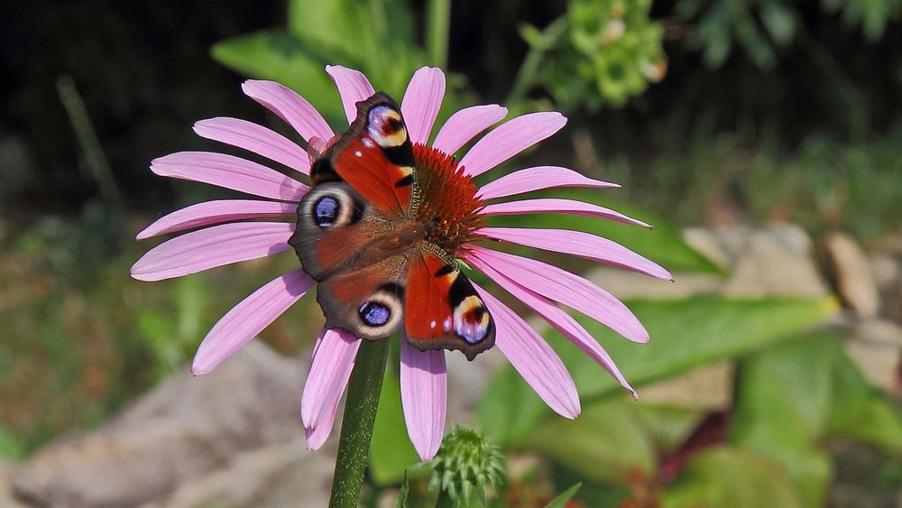 Tagpfauenauge aglais io auf Echinacea purpurea