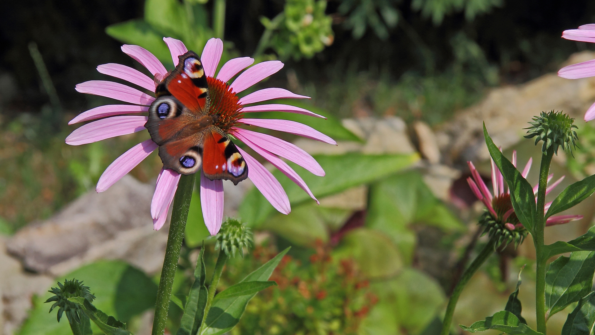 Tagpfauenauge-Aglais io  auf Echinacea purpurea...