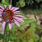 Tagpfauenauge-Aglais io  auf Echinacea purpurea...
