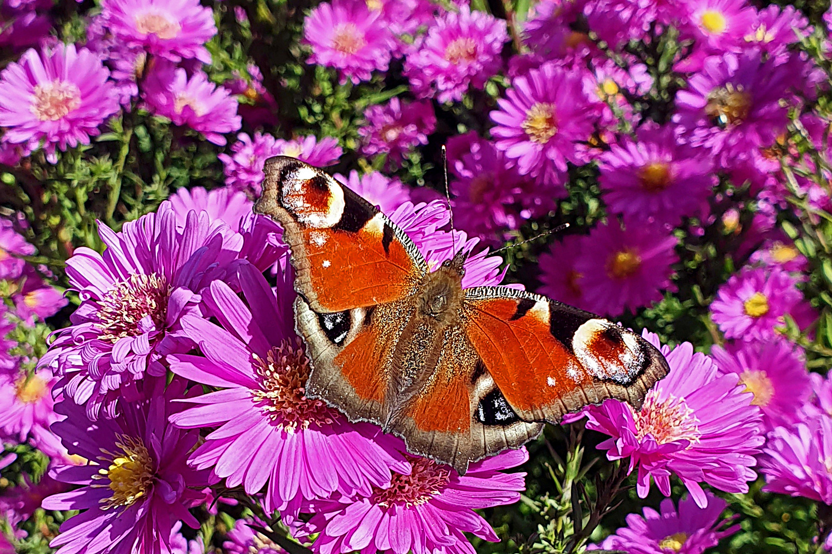 Tagpfauenauge (Aglais io) auf Herbstaster