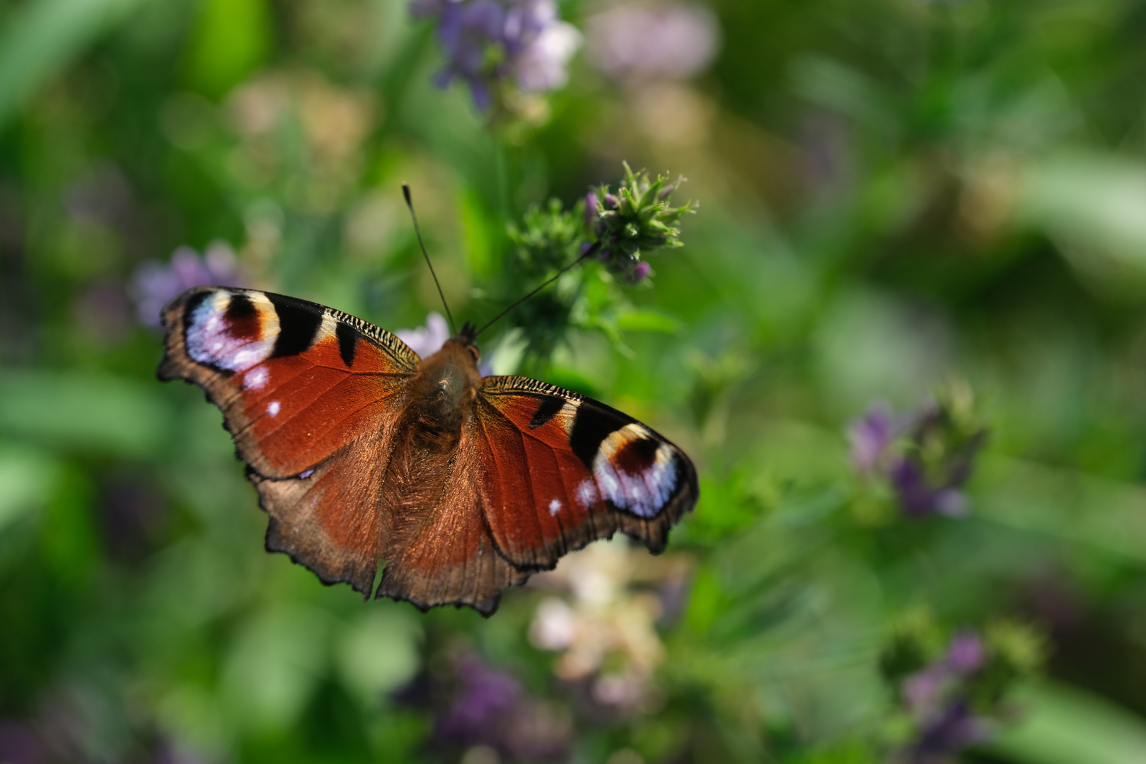 Tagpfauenauge (Aglais io) auf Vogelwicke (Vicia cracca)