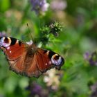 Tagpfauenauge (Aglais io) auf Vogelwicke (Vicia cracca)