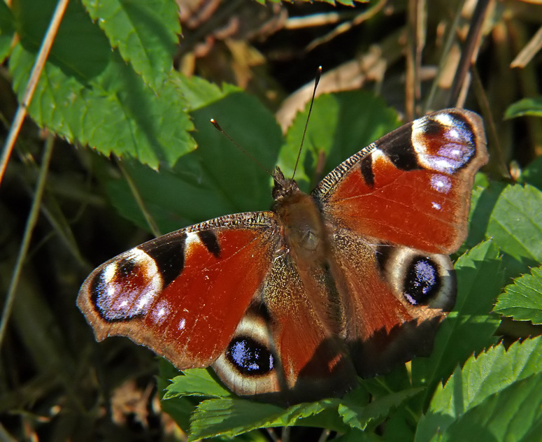 Tagpfauenauge (Aglais io)